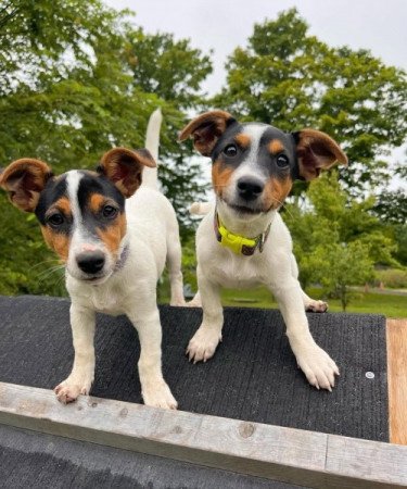 Jack Rusell kölykök