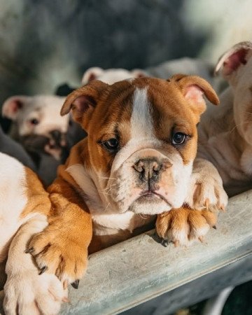 ENGLISH BULLDOG