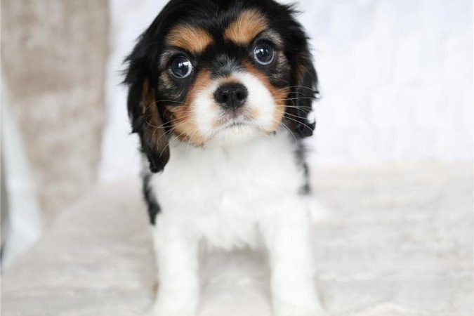 Cavalier King Charles Spániel