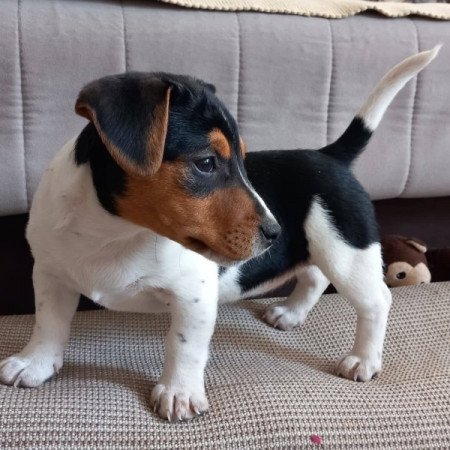 Jack Rusell kölykök