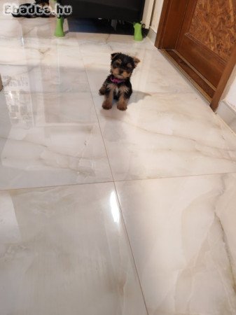 Gazdikereső Yorkshire terrier kiskutya –