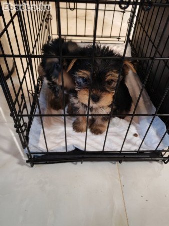 Gazdikereső Yorkshire terrier kiskutya –