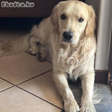 Golden retriever