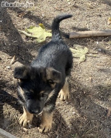 Német Juhász kölykök