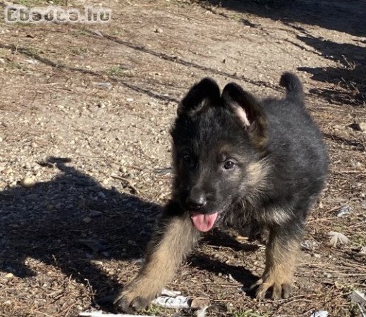 Német Juhász kölykök