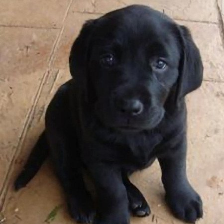 Labrador