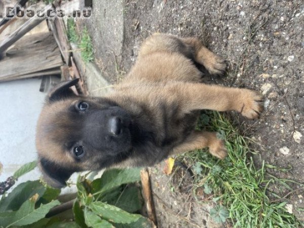 Belga juhász/ Malinois kiskutyák