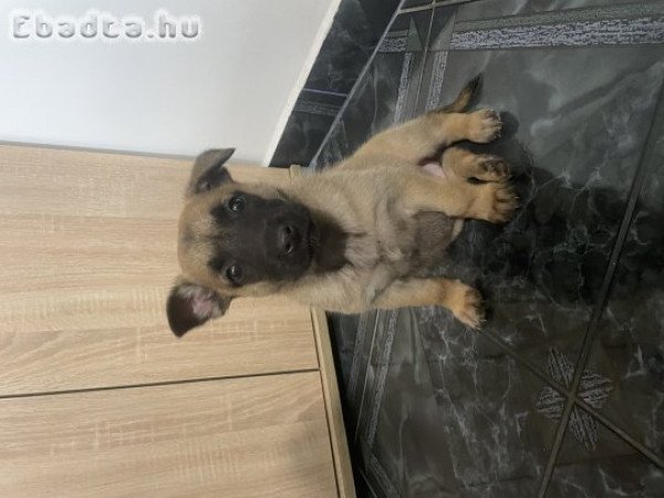 Belga juhász/ Malinois kiskutyák