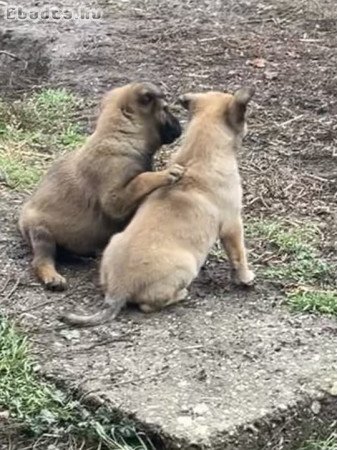 Belga juhász/ Malinois kiskutyák