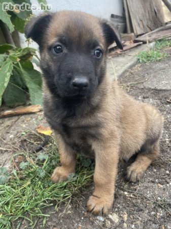 Belga juhász/ Malinois kiskutyák