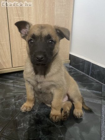 Belga juhász/ Malinois kiskutyák