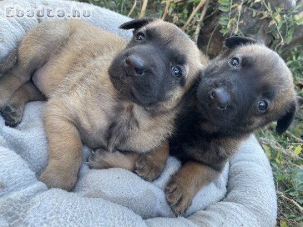 Belga juhász/ Malinois kiskutyák