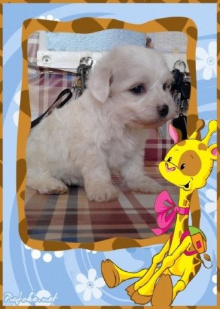 Bichon Havanes