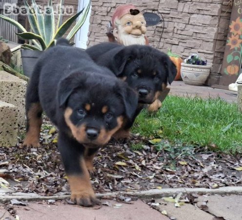 Rottweiler kiskutyák