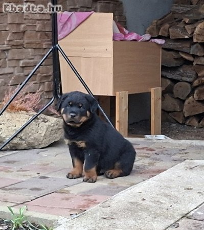 Rottweiler kiskutyák