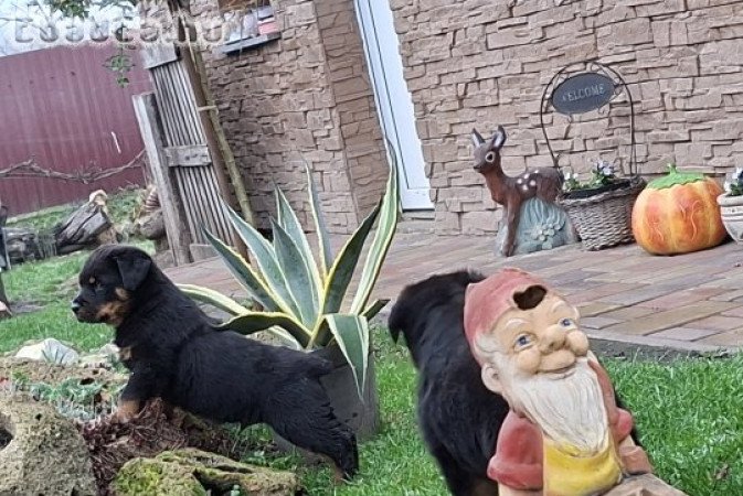 Rottweiler kiskutyák