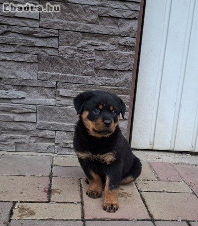 Rottweiler kiskutyák