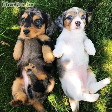 Dachshund puppies for adoption