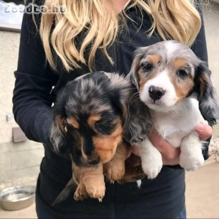 Dachshund puppies for adoption