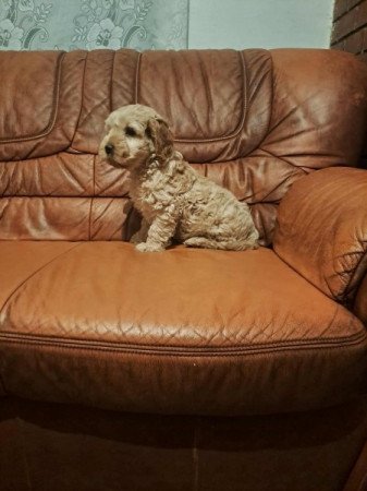 Uszkár-cocker spániel