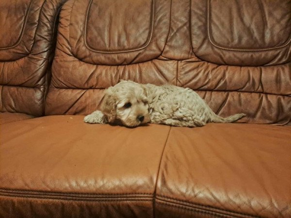 Uszkár-cocker spániel