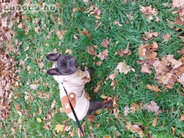 Eladó 7hónapos franciabulldog