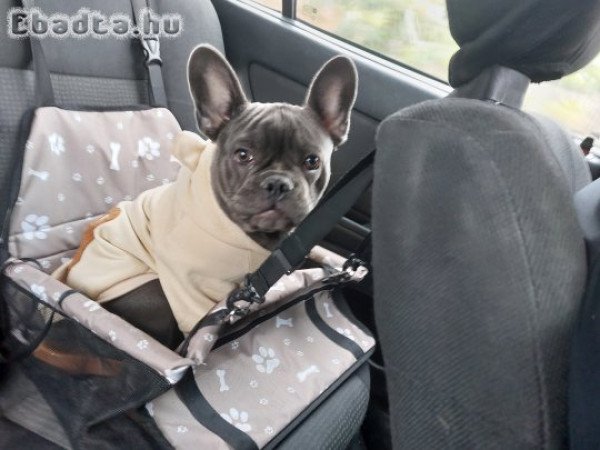 Eladó 7hónapos franciabulldog