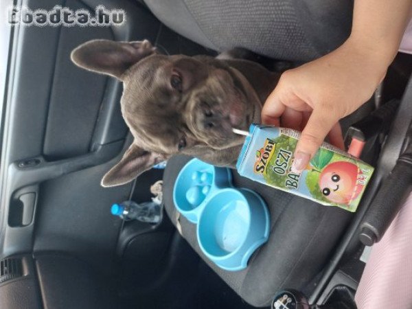 Eladó 7hónapos franciabulldog