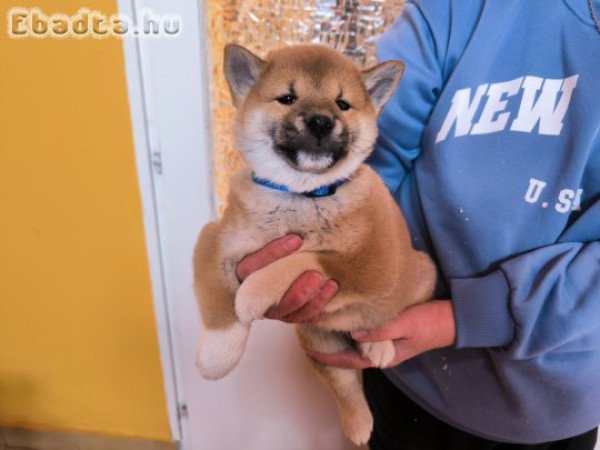 Shiba Inu gyönyörű törzskönyvezett kiskutyák