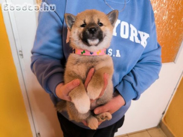 Shiba Inu gyönyörű törzskönyvezett kiskutyák