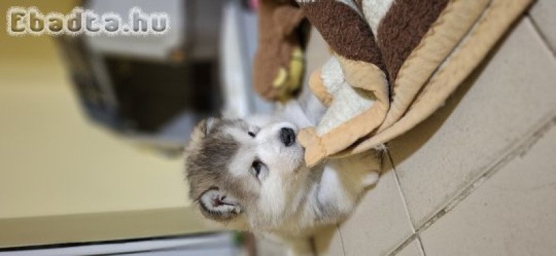 Alaszkai malamut babák