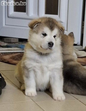 Alaszkai malamut babák