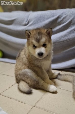 Alaszkai malamut babák