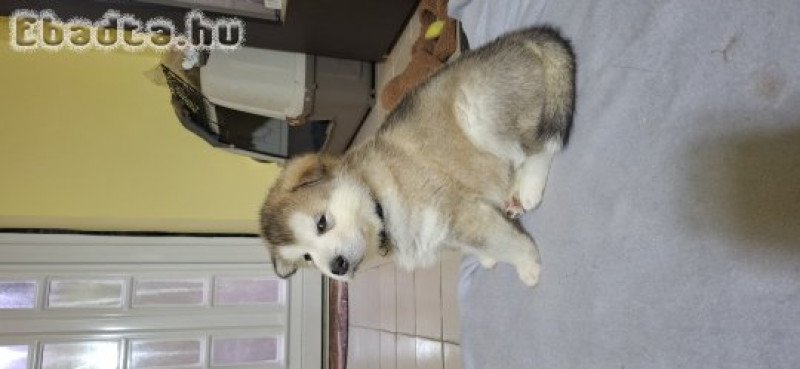 Alaszkai malamut babák