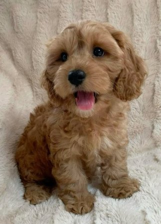 Cavapoo