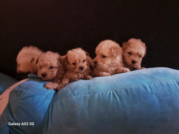 Máltai+uszkár=Maltipoo havanese bichon