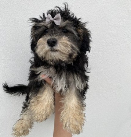 Havapoo havanese es toy uszkar