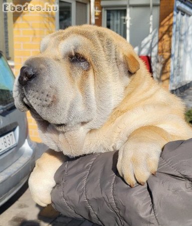 Shar-pei kan kiskutya