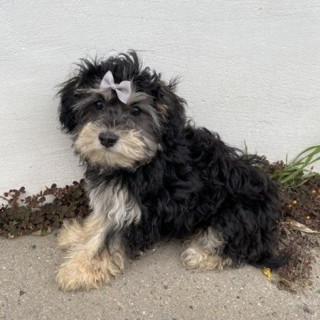 Havapoo havanese es toy uszkar