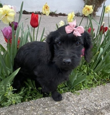 Labradoodle labrador es toy uszkar