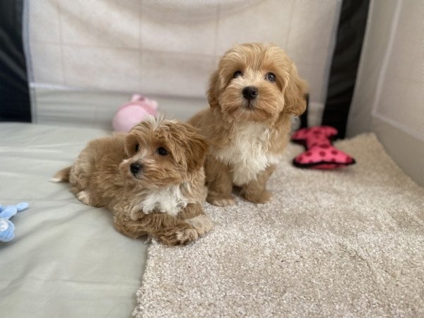 Mini Maltipoo maltai selyem es toy uszkar