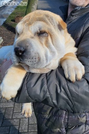 Shar-pei kan kiskutya