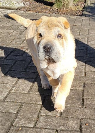 Shar-pei kan kiskutya