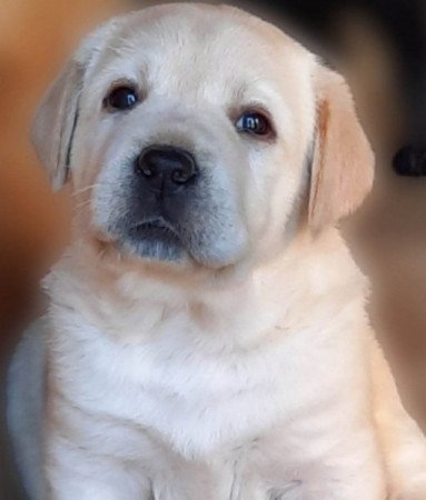 Labrador Retriever