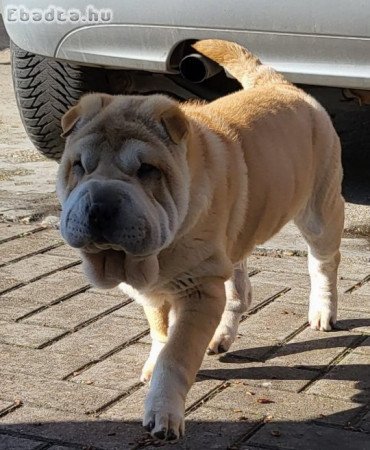 Shar-pei kan kiskutya