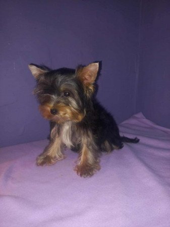 Yorkshire terrier