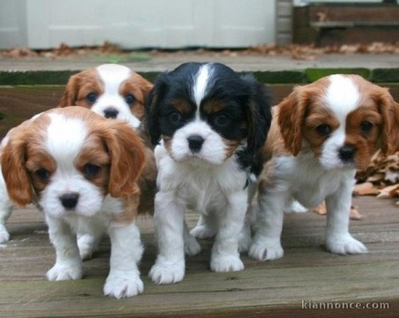 Cavalier King Charles