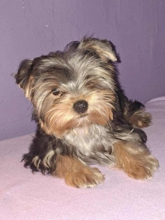 Yorkshire terrier