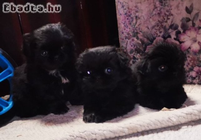 Palotapincsi kölykök Eladók