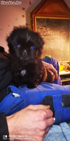 Palotapincsi kölykök Eladók